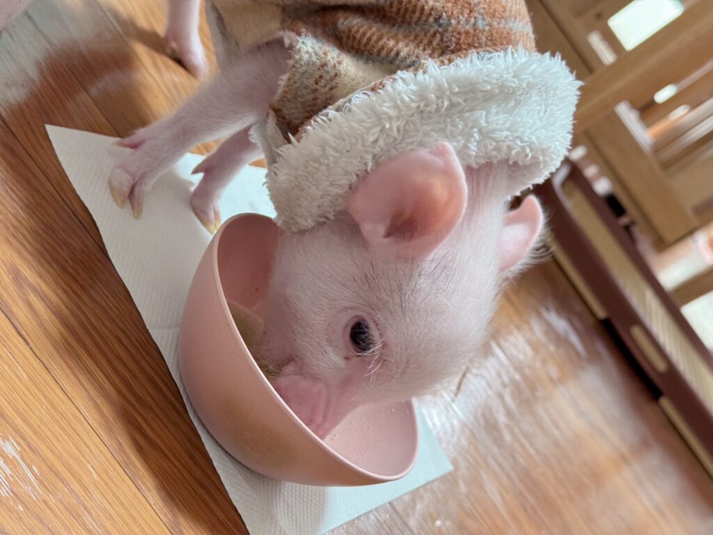 こっとんちゃんの写真