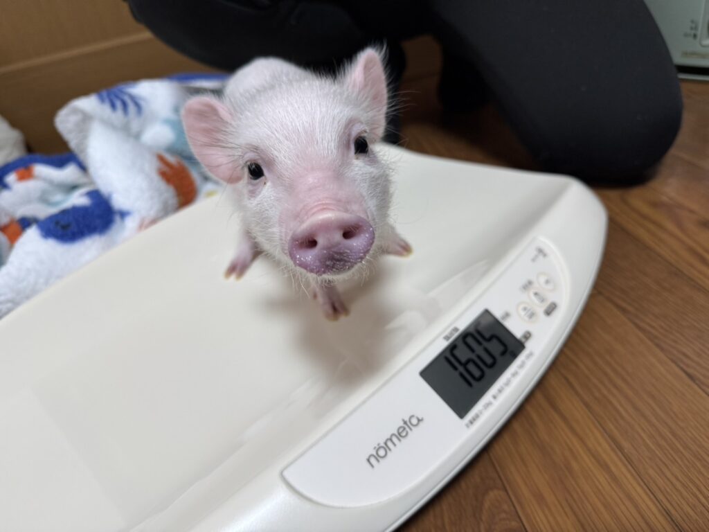こっとん
